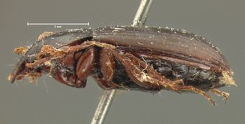 Media type: image;   Entomology 7390 Aspect: habitus lateral view